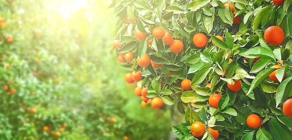 Mandarin Oranges Brands: A Guide to the Best Options